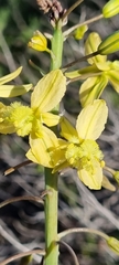 Bulbine