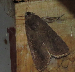 Spodoptera frugiperda