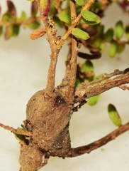 Aceria caulobia