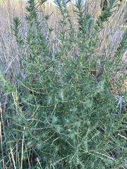 Bassia scoparia