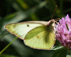Colias christina