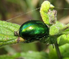 Chrysolina