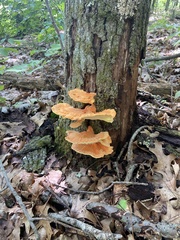 Laetiporus sulphureus