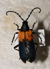 Desmocerus palliatus