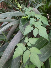 Cardiospermum grandiflorum