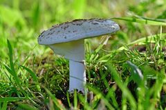 Amanita excelsa