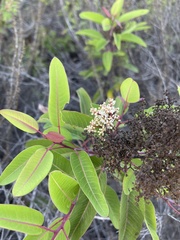 Malosma laurina