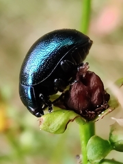 Chrysolina varians