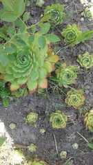 Sempervivum
