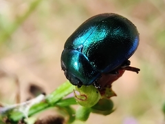 Chrysolina varians
