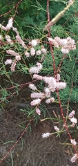Tamarix gallica