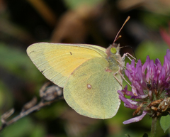 Colias christina