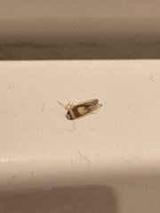 Colladonus clitellarius