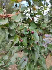 Cotoneaster lucidus