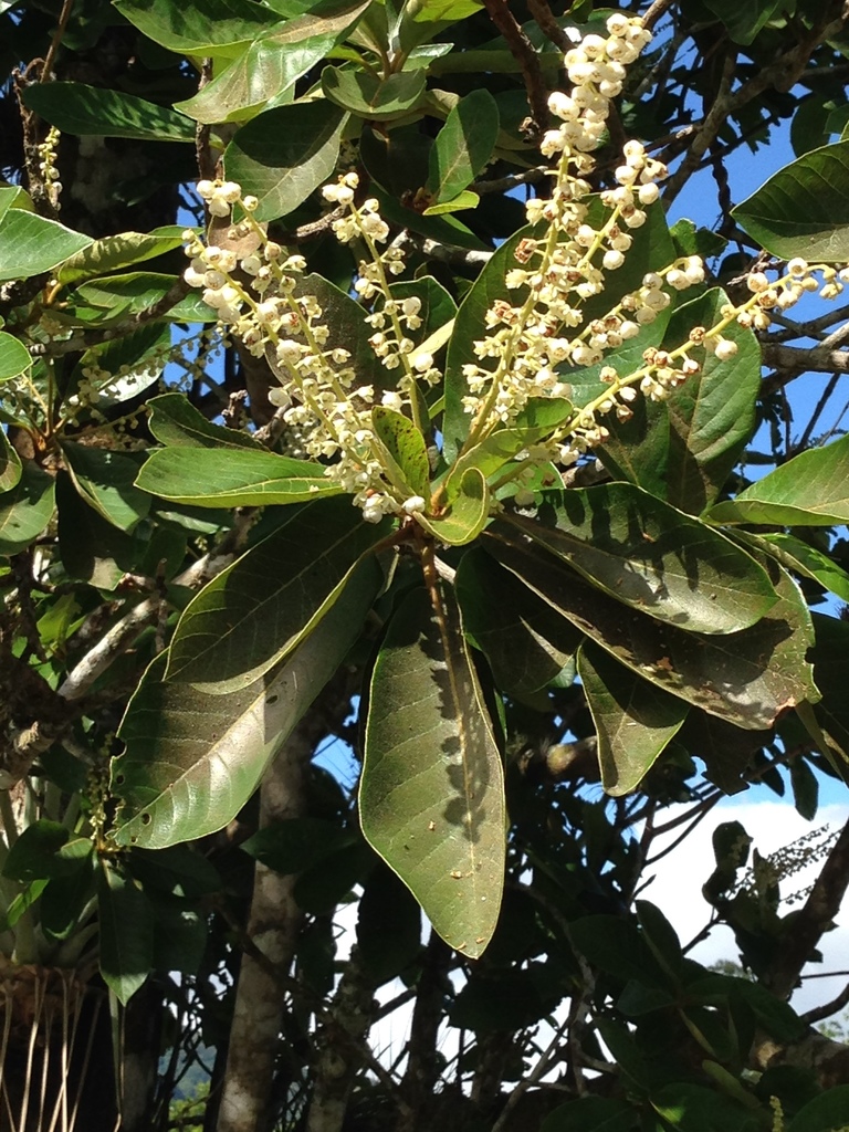 clethra family
