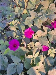Ipomoea orizabensis