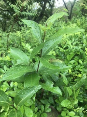 Camellia sinensis