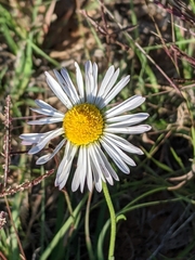 Erigeron modestus