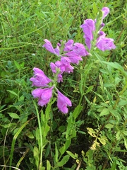 Physostegia correllii