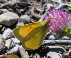 Colias christina