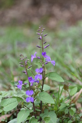 Orychophragmus violaceus