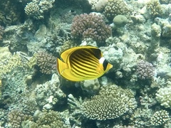Chaetodon fasciatus