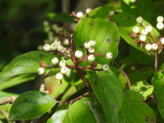 Cornus drummondii