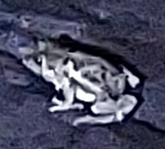 Fejervarya limnocharis