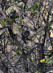 Baeolophus inornatus