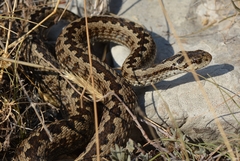 Vipera ursinii