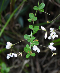 Lespedeza virgata