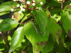 Cornus drummondii