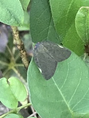 Ricania sublimata