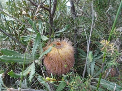 Banksia baueri