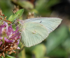 Colias christina
