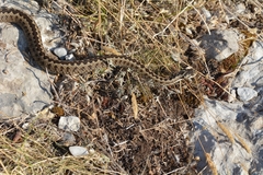 Vipera ursinii
