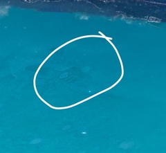 Carybdea marsupialis