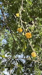 Vachellia albicorticata