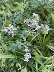 Valeriana officinalis