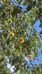 Vachellia albicorticata