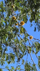 Vachellia albicorticata