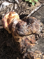 Pseudoinonotus dryadeus