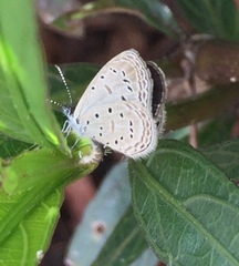 Zizula hylax pygmaea