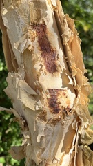 Vachellia albicorticata