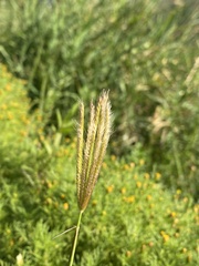 Chloris virgata