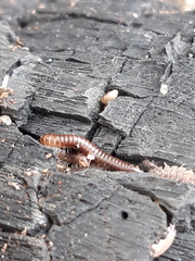 Cylindroiulus punctatus