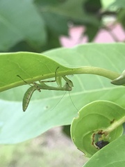 Hierodula patellifera