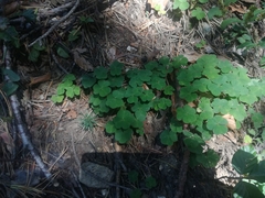 Oxalis acetosella