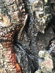 Asiomorpha coarctata