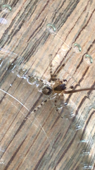 Zygiellinae